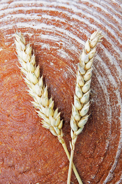 loaf of bread and corn ears - Фото, изображение