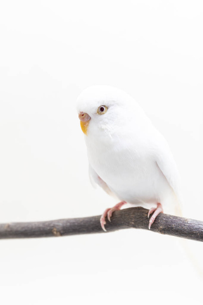Beyaz muhabbet kuşu kuş, muhabbet kuşu beyaz arka plan üzerinde - Fotoğraf, Görsel
