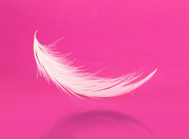 Pluma blanca voladora con sombra sobre fondo rosa
 - Foto, Imagen