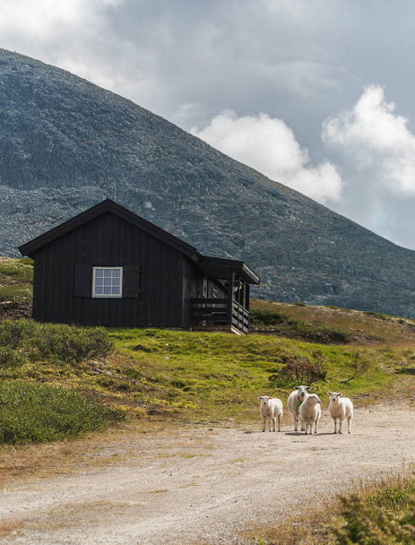 Owce i mały domek w górach Norwegii - Zdjęcie, obraz