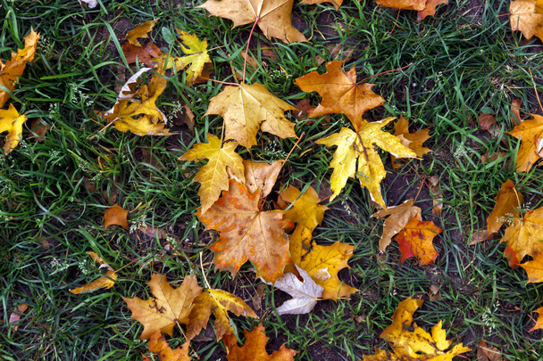 Hintergrund rot-gelb-orangefarbener Herbstapfelblätter auf grünem Gras. Ansicht von oben. Das Konzept eines gesunden Lebensstils, das Laufen in der Luft. Tonung von Retrofilmen. - Foto, Bild