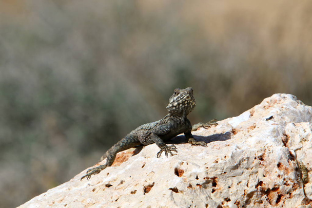 a lizard sits on a big rock and basks in the sun  - Photo, Image