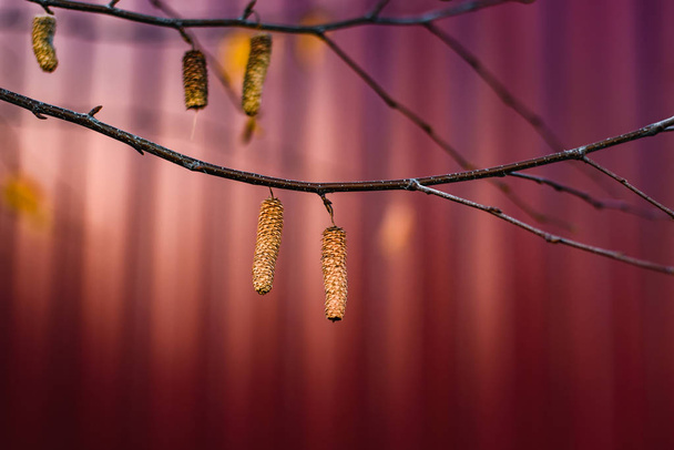 Żółte kolczyki na gałęzie brzozy, zbliżenie zdjęcie jesienią na czerwonym tle. Drzewa, aby przygotować się do zimy - Zdjęcie, obraz
