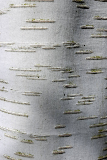 Birch (Betula utilis var. jacquemontii) tree trunk with attractive white bark which could be used as a background or texture. - Photo, Image