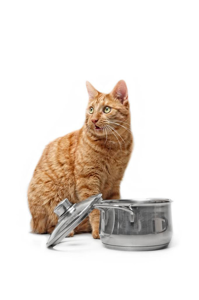 Nälkäinen inkivääri kissa varastaa ruokaa ruoanlaitto potin
. - Valokuva, kuva