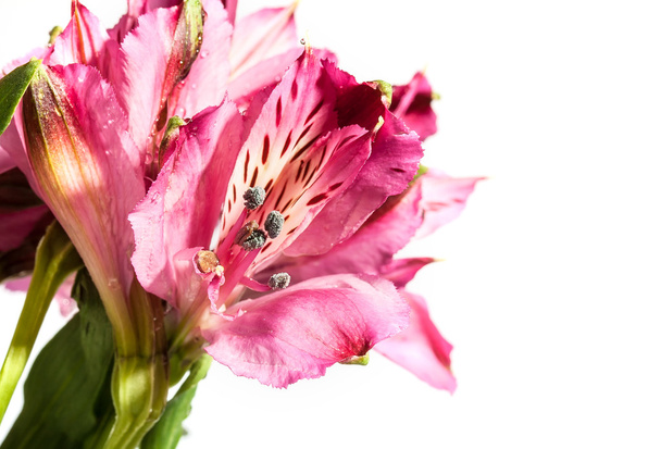 Spring flowers - Фото, изображение