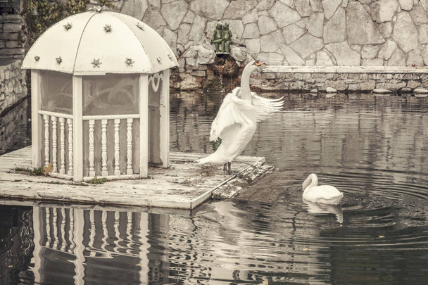 два белых лебедя на пруду возле дома для лебедей
 - Фото, изображение