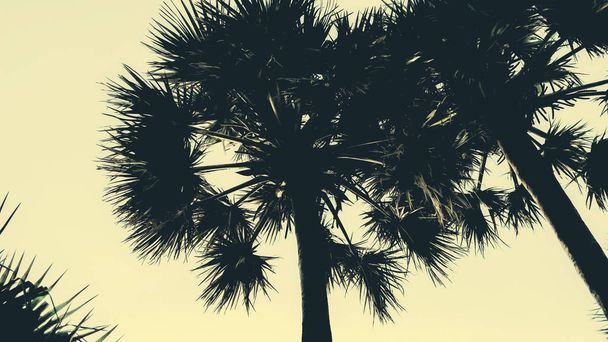 silhouettes of palm trees on the background of a clear sky, pastel toning - Photo, Image