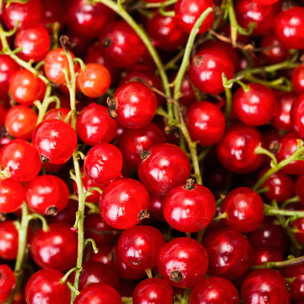 Red currant berry close up colorful fruit background - Zdjęcie, obraz