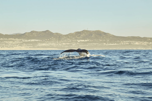 Una caza de garza en el mar. Garza gris en la caza, Baja California Sur, México
 - Foto, imagen