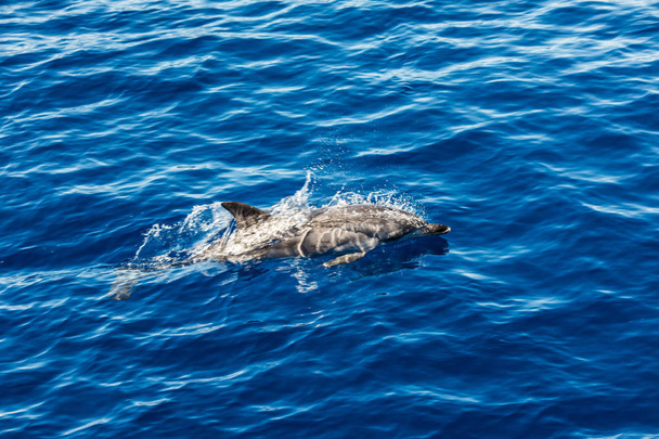 Ατλαντικού ριγέ δελφίνια κοντά στο νησί Αζόρες. - Φωτογραφία, εικόνα