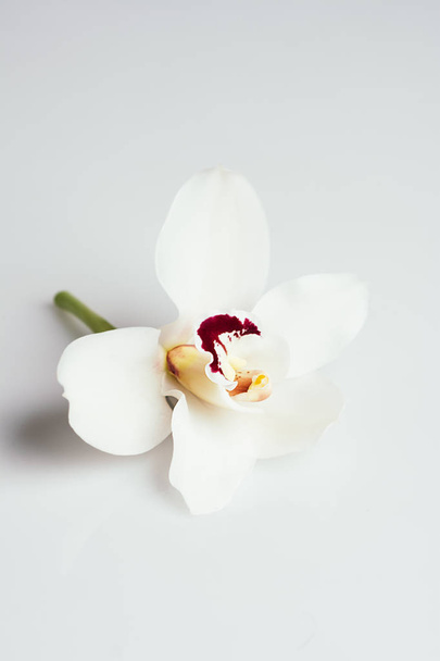 красивый одинокий цветок белой орхидеи
  - Фото, изображение