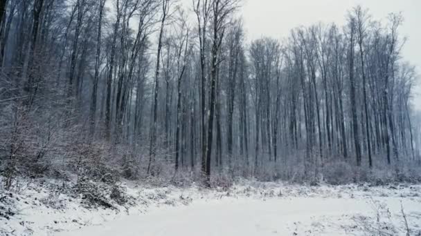 Mouvement de la caméra sur la route enneigée dans la forêt. Il neige.
 - Séquence, vidéo