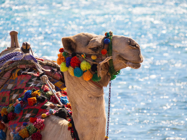 Velbloud, podřimuje na břehu Rudého moře. Detailní profil portrét na pozadí vody záři. Egypt. - Fotografie, Obrázek