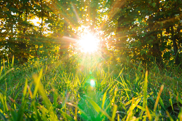 de zonnestralen schijnen door de bladeren van struiken, bomen en groen gras - Foto, afbeelding