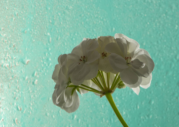 White geranium flower, on a turquoise glass background. With drops of dew. - Фото, зображення