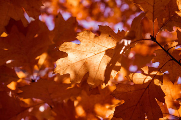The oak tree in autumn - Zdjęcie, obraz