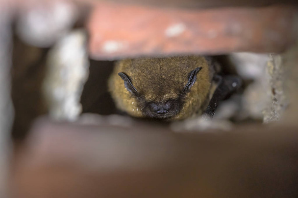 Hibernating pipistrelle bat (Pipistrellus pipistrellus) - Photo, Image