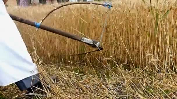 Gyűjtése kézzel aratta a gabona a mező - lassú mozgás - Felvétel, videó