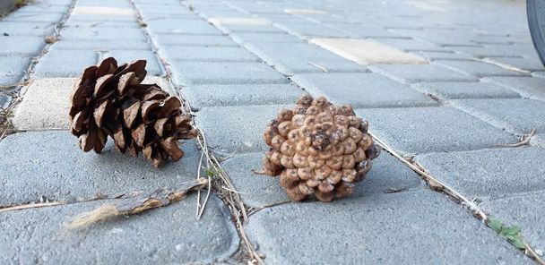 Pine bumps lie on the ground. - Photo, Image