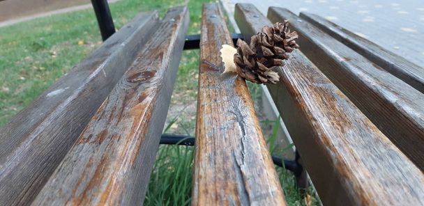 木製のベンチの上に横たわる松バンプ - 写真・画像