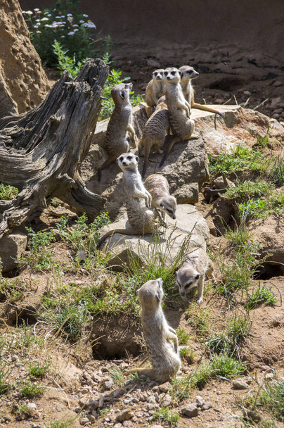 Watchful meerkats family standing guard - Foto, Imagen