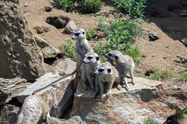 Watchful meerkats family standing guard - Photo, Image