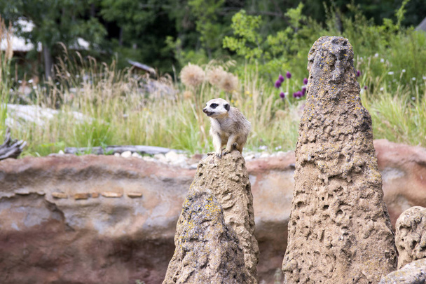 One surikata on guard on the rock - Fotografie, Obrázek