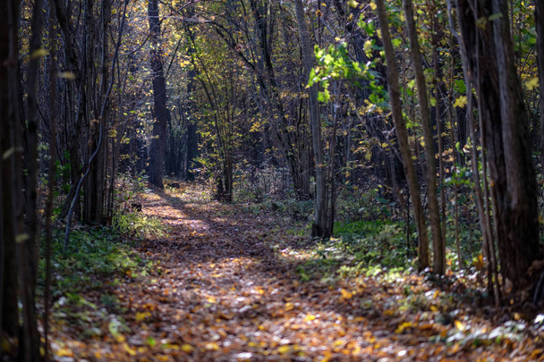trilha turística natural em madeiras no final do outono com algumas folhas coloridas e céu brilhante
 - Foto, Imagem