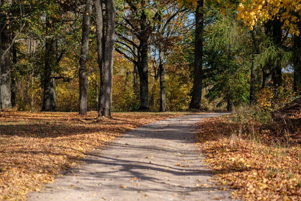 země štěrková cesta na podzim barev s strom uličce způsobem na obou stranách a stínů acros štěrk - Fotografie, Obrázek