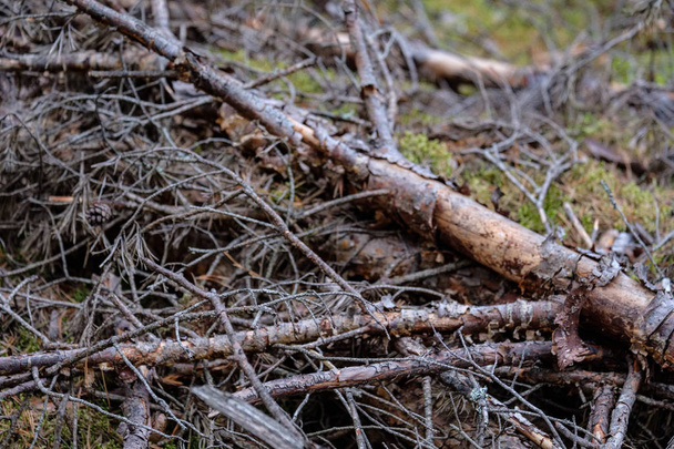 pineta secca in autunno. texture delicata da tronchi d'albero e sfondo sfocato
 - Foto, immagini
