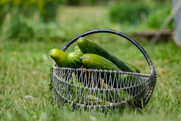 pepinos frescos en canasta de metal en prado verde. Cukini comida saludable para veganos
 - Foto, Imagen