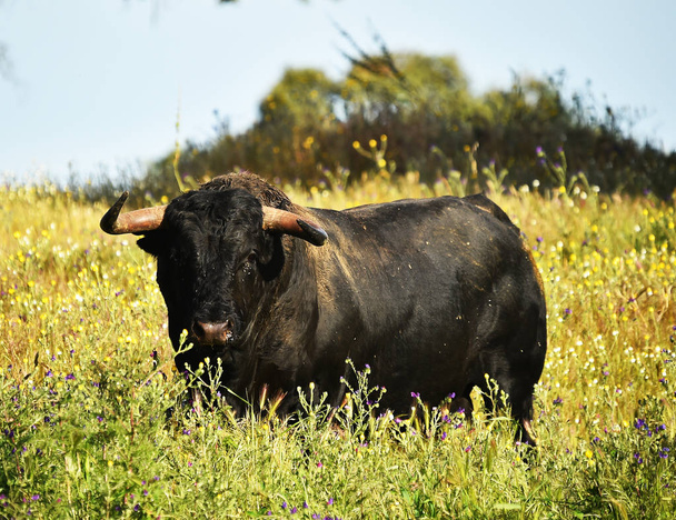 Бой быков в Испании
 - Фото, изображение