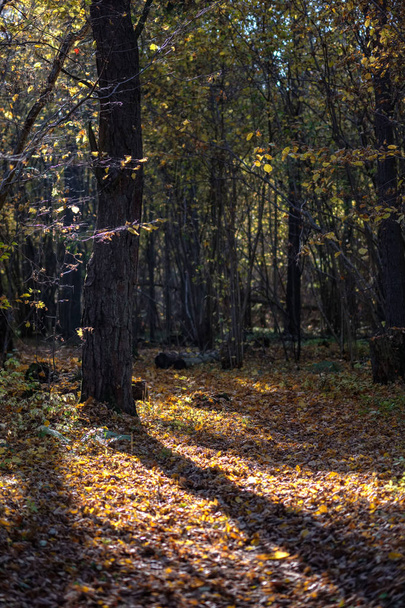 luonnollinen turisti trail metsässä myöhään syksyllä joitakin värillisiä lehtiä ja kirkas taivas
 - Valokuva, kuva