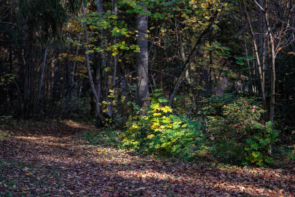 природная туристическая тропа в лесу поздней осенью с цветными листьями и ярким небом
 - Фото, изображение