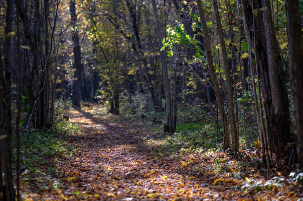 природная туристическая тропа в лесу поздней осенью с цветными листьями и ярким небом
 - Фото, изображение