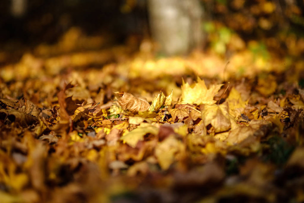 modèle abstrait de fond de feuilles d'arbre jaune d'automne. couleurs chaudes
 - Photo, image