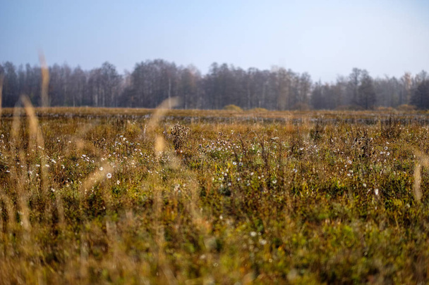 mooie gras struisgras in herfst nevel op platteland met ondiepe scherptediepte. mistige achtergrond - Foto, afbeelding