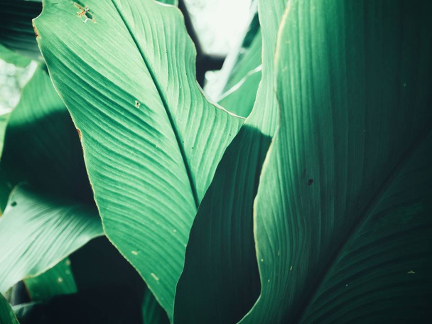 Beautiful of green tropical leaves - Foto, Imagem