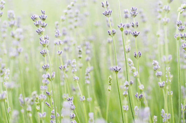 Lavender beautiful flowers - Foto, afbeelding