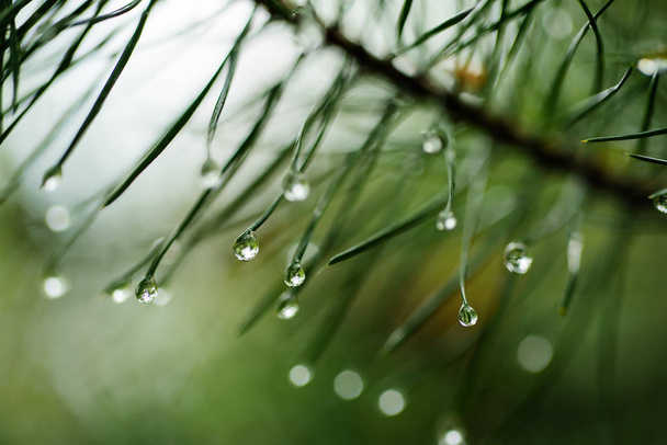 Wet pine tree - Foto, Bild