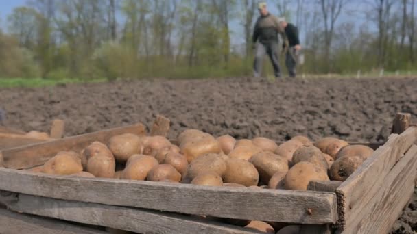 Een man die het planten van aardappelen in de kist - Video