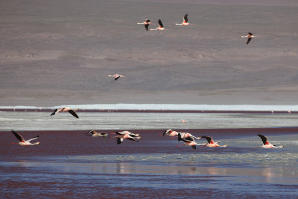Ande Flamingos Laguna Colorada
 - Foto, immagini