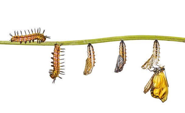 Geïsoleerde transformatie van gele coster vlinder (Acraea issoria) van caterpillar en chrysalis opknoping op groei, metamorfose, takje, transformatie - Foto, afbeelding