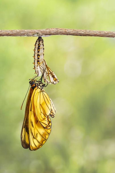 Emerged yellow coster butterfly ( Acraea issoria ) and mature chrysalis hanging twig  , growth , metamorphosis - Photo, Image
