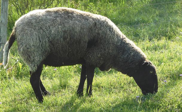 Овцы едят в поле
 ............. - Фото, изображение