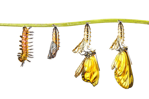 Trasformazione della farfalla a costo giallo (Acraea issoria) da bruco e pupa appesa al ramoscello, crescita, metamorfosi, ciclo di vita
 - Foto, immagini