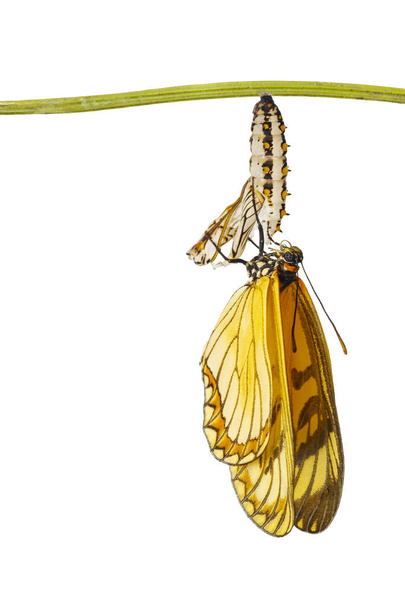 Farfalla costiera gialla emersa isolata (Acraea issoria) e crisalide matura appesa al ramoscello con percorso di ritaglio, crescita, metamorfosi
 - Foto, immagini