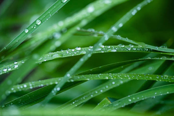grass with water drops, close up - Valokuva, kuva