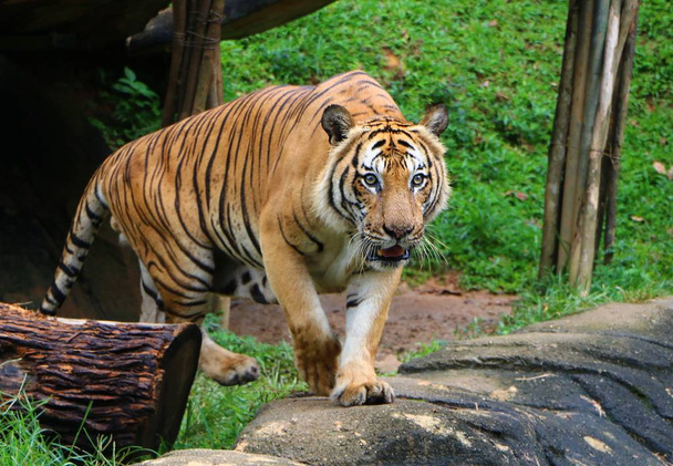 Tiikeri (Panthera tigris) katsoo intensiivisesti kameraa kohti metsästysasennossa
. - Valokuva, kuva